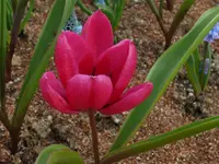 2024TuHumi.webp