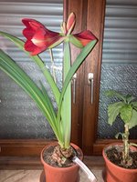 Amaryllis-A08*dkl.rot*2024-03_01.jpg