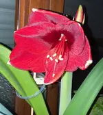 Amaryllis-A08*dkl.rot*2024-03_02.webp