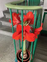 Amaryllis-A10*zinnober_2024-03_01.webp
