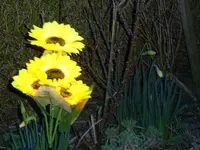 DSC03305.JPG