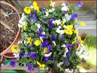 c031.webp