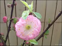 c033.webp
