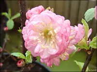 c034.webp