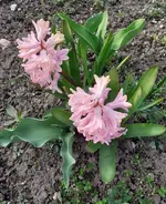 Hyazinthe.webp