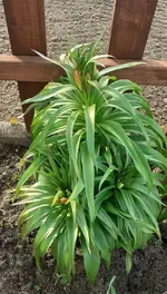 Kaiserkrone.webp