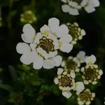 2024blmn14.webp