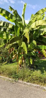Banane 2021.webp