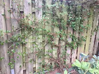 Hydrangea'petiolaris' 2021.jpg Hydrangea'petiolaris' 2021.jpg