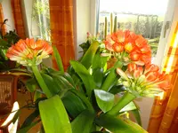 DSC03306.webp