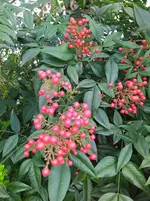 IMG_20240315_100116.jpg