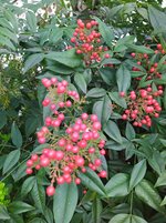 IMG_20240315_100116.jpg