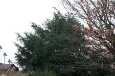 Dez.1709.webp
