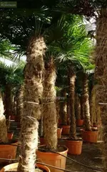 Tracycarpus 2022.webp