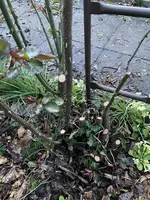 IMG_2191.webp IMG_2191.webp