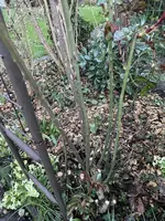 IMG_2192.webp IMG_2192.webp