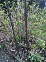 IMG_2194.webp IMG_2194.webp