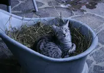 Juli1811.webp