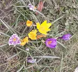 Krokus 1.webp