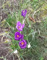 Krokus.webp
