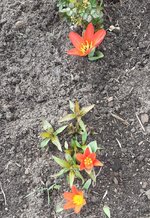 Wildtulpe.jpg