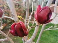 IMG_20240317_172214.webp