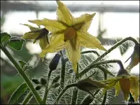 c038.webp