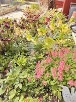 IMG_2617.jpeg