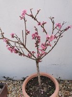 IMG_20240319_080601.jpg