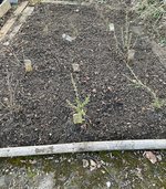 IMG_3506.jpeg