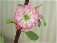 c041.webp