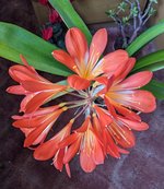 PXL_20240320_084916543~2.jpg