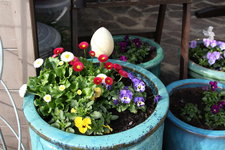 Frühling       0224.JPG