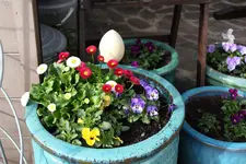Frühling       0224.webp