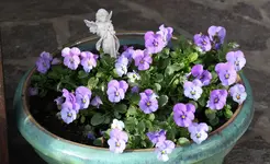 Frühling       0324.webp