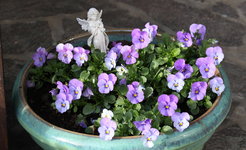 Frühling       0324.JPG