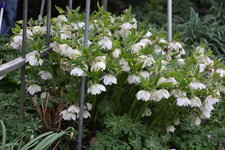 Frühling       0824.JPG