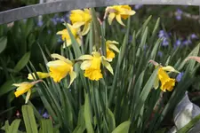 Frühling       0924.webp