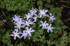 Frühling       1024.webp