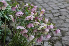 Frühling       1124.webp
