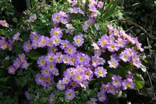 Frühling       1224.webp