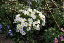 Frühling       1324.webp