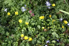 Frühling       1624.webp