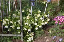 Frühling       1724.webp