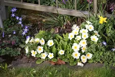 Frühling       1824.webp