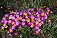 Frühling       1924.JPG