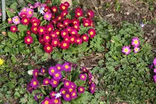 Frühling       2024.webp
