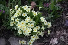 Frühling       2424.webp