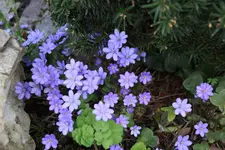 Frühling       3124.webp