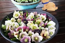 Frühling       3324.webp